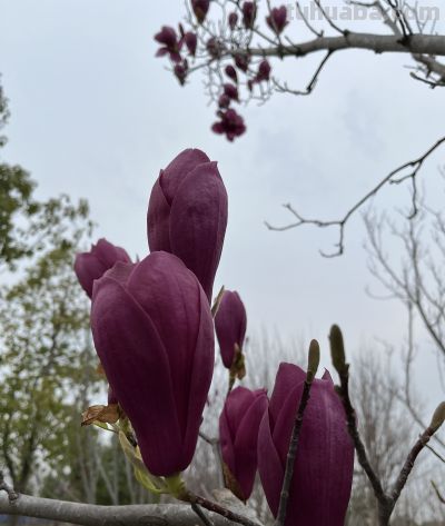 玉兰花的花语 - 图画吧TUHUABA