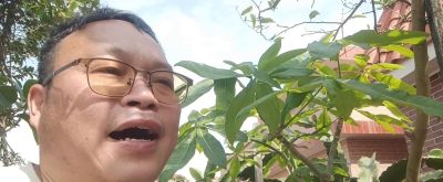 养“发财树”10年，分享3个种植经验 - 图画吧TUHUABA