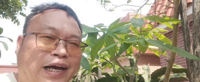 养“发财树”10年，分享3个种植经验 - 今日头条