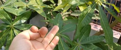 养“发财树”10年，分享3个种植经验 - 图画吧TUHUABA