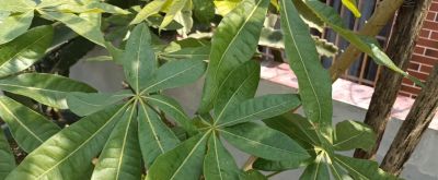 养“发财树”10年，分享3个种植经验 - 图画吧TUHUABA