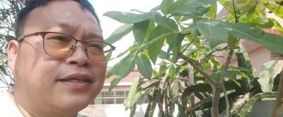 养“发财树”10年，分享3个种植经验 - 图画吧TUHUABA
