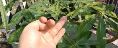 养“发财树”10年，分享3个种植经验 - 图画吧TUHUABA