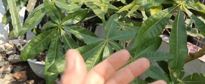 养“发财树”10年，分享3个种植经验 - 图画吧TUHUABA