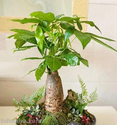 春节后发财树养护指南：四步焕发春日生机 - 今日头条