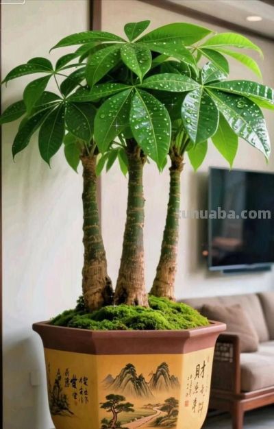 春节后发财树养护指南：四步焕发春日生机 - 图画吧TUHUABA