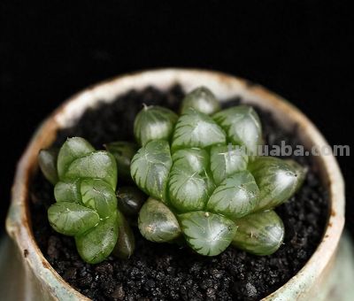 多肉植物-玉露的养护 - 今日头条