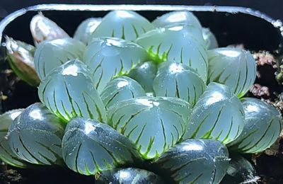 多肉植物-玉露的养护 - 图画吧TUHUABA