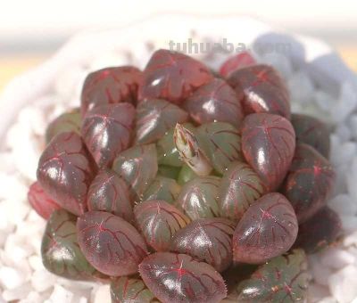 多肉植物-玉露的养护 - 图画吧TUHUABA