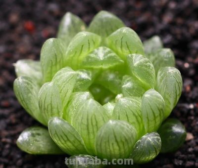 多肉植物-玉露的养护 - 图画吧TUHUABA