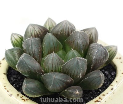 多肉植物-玉露的养护 - 图画吧TUHUABA