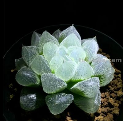 多肉植物-玉露的养护 - 图画吧TUHUABA