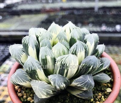 多肉植物-玉露的养护 - 图画吧TUHUABA