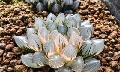 推荐几种颜值高、风格各异的多肉,附核心颜值亮点 - 今日头条 推荐几种颜值高、风格各异的多肉,附核心颜值亮点 - 图画吧TUHUABA