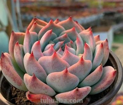 推荐几种颜值高、风格各异的多肉,附核心颜值亮点 - 今日头条 推荐几种颜值高、风格各异的多肉,附核心颜值亮点 - 图画吧TUHUABA