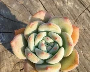 推荐几种颜值高、风格各异的多肉,附核心颜值亮点 - 今日头条 推荐几种颜值高、风格各异的多肉,附核心颜值亮点 - 图画吧TUHUABA