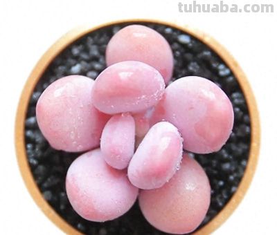 推荐几种颜值高、风格各异的多肉，附核心颜值亮点 - 今日头条