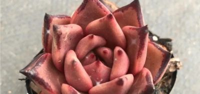 推荐几种颜值高、风格各异的多肉,附核心颜值亮点 - 今日头条 推荐几种颜值高、风格各异的多肉,附核心颜值亮点 - 图画吧TUHUABA