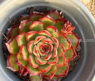 推荐几种颜值高、风格各异的多肉,附核心颜值亮点 - 今日头条 推荐几种颜值高、风格各异的多肉,附核心颜值亮点 - 图画吧TUHUABA