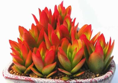 养一盆火红的多肉,让你的2026火起来! - 今日头条 养一盆火红的多肉,让你的2026火起来! - 图画吧TUHUABA