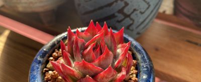 养一盆火红的多肉,让你的2026火起来! - 今日头条 养一盆火红的多肉,让你的2026火起来! - 图画吧TUHUABA