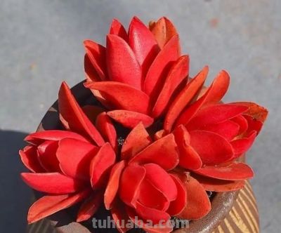 养一盆火红的多肉,让你的2026火起来! - 今日头条 养一盆火红的多肉,让你的2026火起来! - 图画吧TUHUABA