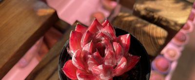 养一盆火红的多肉,让你的2026火起来! - 今日头条 养一盆火红的多肉,让你的2026火起来! - 图画吧TUHUABA