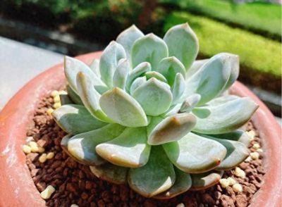 盘点一下被我养挂的多肉，对于现在的我来说，原因是是多么的可笑 - 今日头条