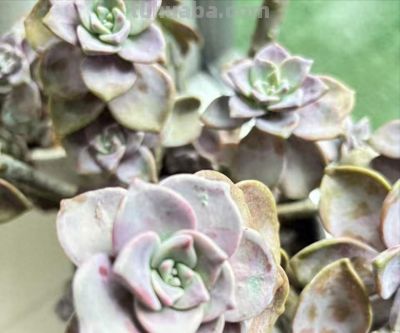 别被“春天好养多肉”骗了，我踩了3年坑才总结出这份避雷指南 - 今日头条