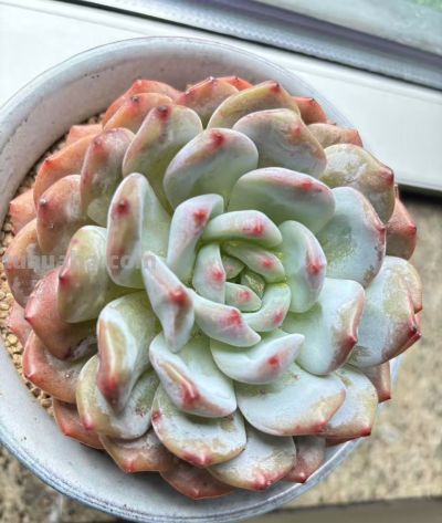 别被“春天好养多肉”骗了，我踩了3年坑才总结出这份避雷指南 - 图画吧TUHUABA