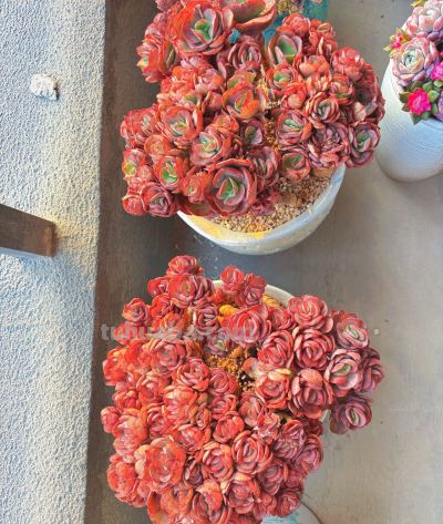 别被“春天好养多肉”骗了，我踩了3年坑才总结出这份避雷指南 - 图画吧TUHUABA