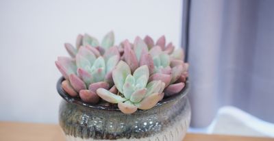 别被“春天好养多肉”骗了，我踩了3年坑才总结出这份避雷指南 - 图画吧TUHUABA