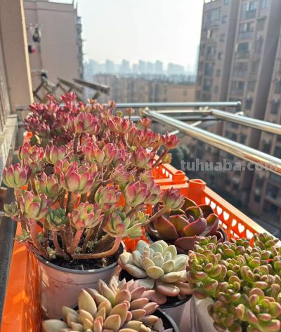 别被“春天好养多肉”骗了，我踩了3年坑才总结出这份避雷指南 - 图画吧TUHUABA