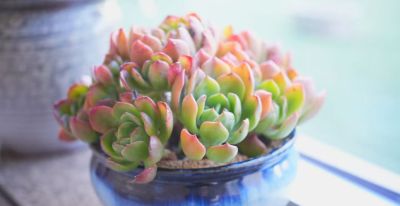 别被“春天好养多肉”骗了，我踩了3年坑才总结出这份避雷指南 - 图画吧TUHUABA