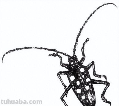 教程 | 工笔昆虫白描天牛画法 - 今日头条
