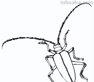 教程 | 工笔昆虫白描天牛画法 - 图画吧TUHUABA