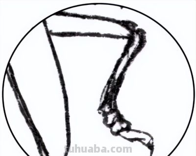 教程 | 工笔昆虫白描天牛画法 - 图画吧TUHUABA