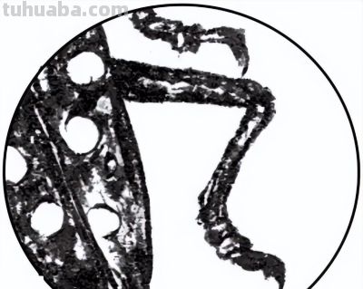 教程 | 工笔昆虫白描天牛画法 - 图画吧TUHUABA