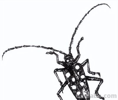 教程 | 工笔昆虫白描天牛画法 - 图画吧TUHUABA