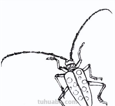 教程 | 工笔昆虫白描天牛画法 - 图画吧TUHUABA