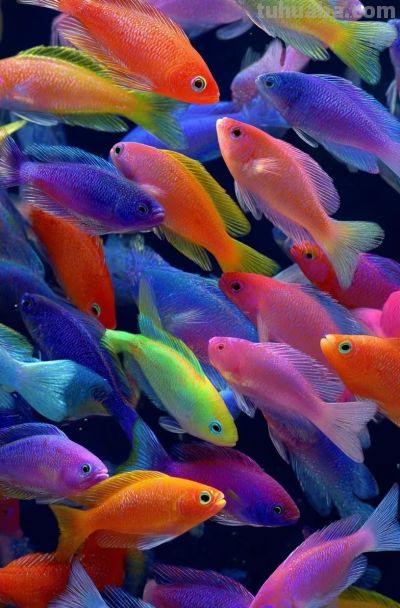 海底生物 | 壁纸 - 今日头条 海底生物 | 壁纸 - 图画吧TUHUABA