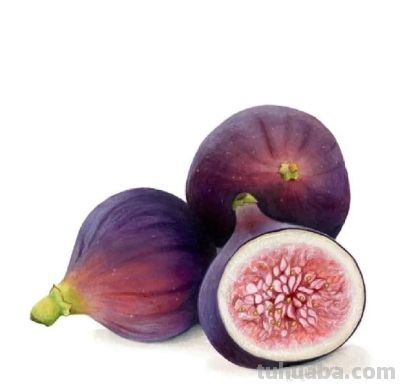 这些彩铅画，太好看了吧 - 图画吧TUHUABA