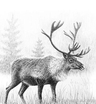 俄罗斯针管笔素描Svetlana Yesman作品 - 今日头条 俄罗斯针管笔素描Svetlana Yesman作品 - 图画吧TUHUABA