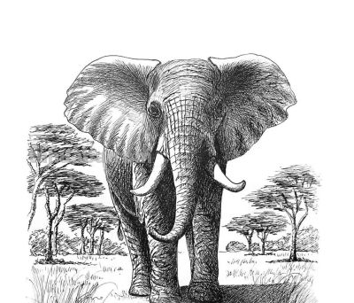 俄罗斯针管笔素描Svetlana Yesman作品 - 今日头条 俄罗斯针管笔素描Svetlana Yesman作品 - 图画吧TUHUABA