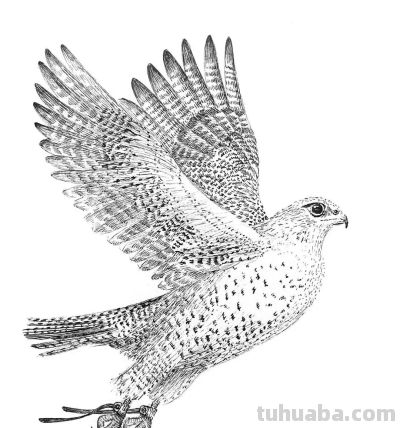 俄罗斯针管笔素描Svetlana Yesman作品 - 今日头条 俄罗斯针管笔素描Svetlana Yesman作品 - 图画吧TUHUABA