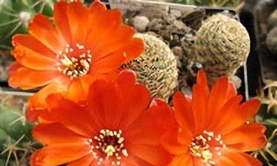 宝山仙人球（子孙球属Rebutia） - 今日头条