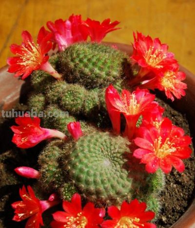 宝山仙人球(子孙球属Rebutia) - 今日头条 宝山仙人球(子孙球属Rebutia) - 图画吧TUHUABA