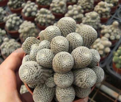 宝山仙人球(子孙球属Rebutia) - 今日头条 宝山仙人球(子孙球属Rebutia) - 图画吧TUHUABA