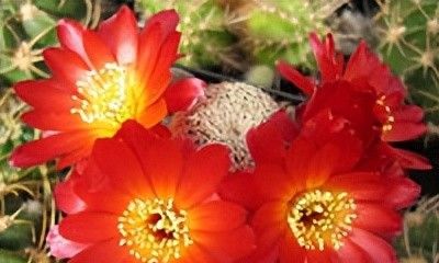 宝山仙人球(子孙球属Rebutia) - 今日头条 宝山仙人球(子孙球属Rebutia) - 图画吧TUHUABA