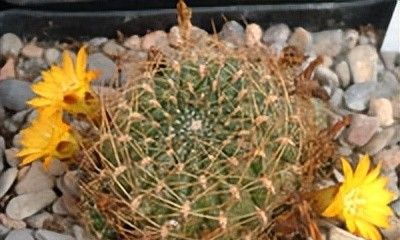 宝山仙人球(子孙球属Rebutia) - 今日头条 宝山仙人球(子孙球属Rebutia) - 图画吧TUHUABA